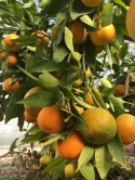 Satsuma Oranges